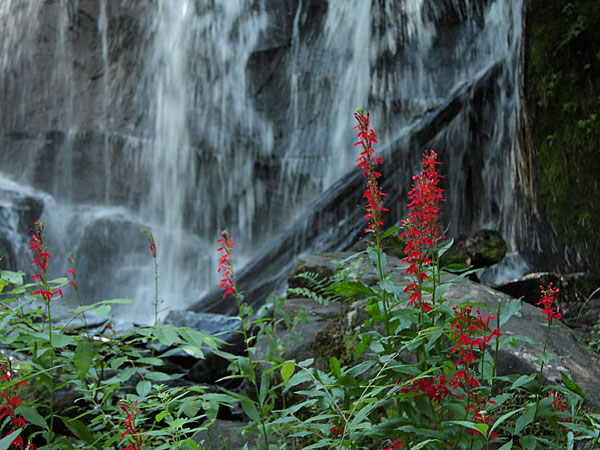 Lobelia cardinalis Cardinal Flower along the Barron River in Algonquin Park