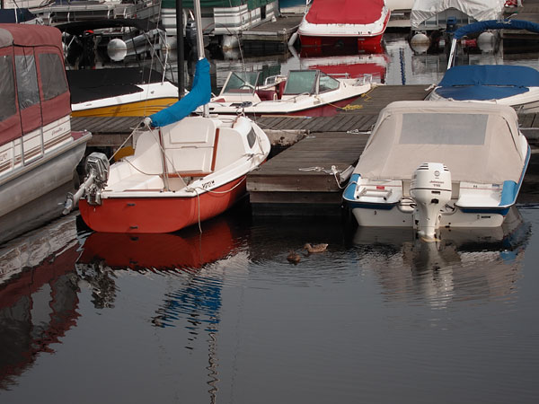 ducks at the Deep River Marina