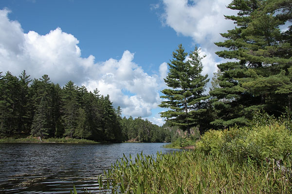 Barron River in Algonquin Park
