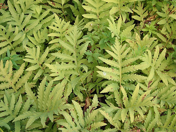 ferns