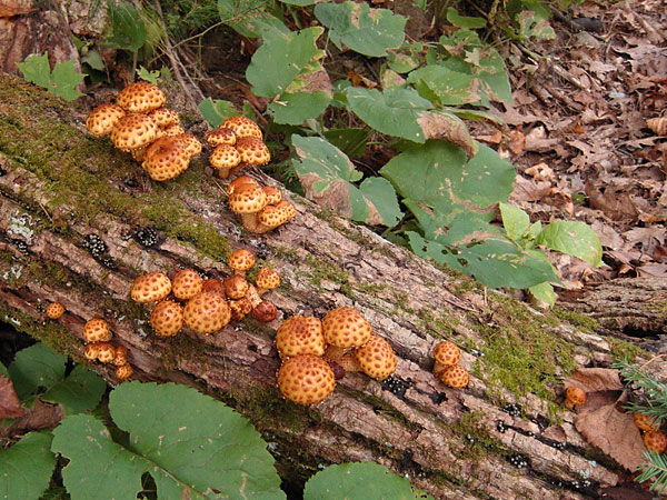 mushrooms in the Petawawa Research Forest
