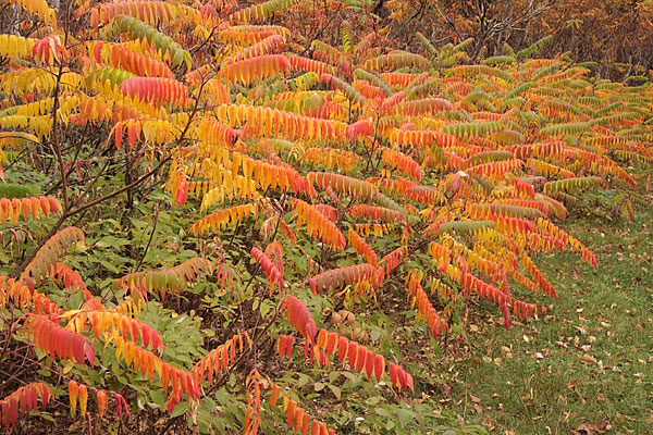 Fall sumac at Driftwood Provincial Park