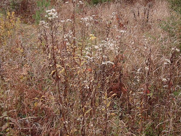 Autumn Grass with Goldenrod