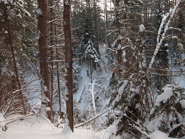 McConnell Creek Ravine
