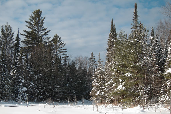 HSA ski trail in the Petawawa Research Forest
