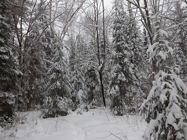 Balsam fir