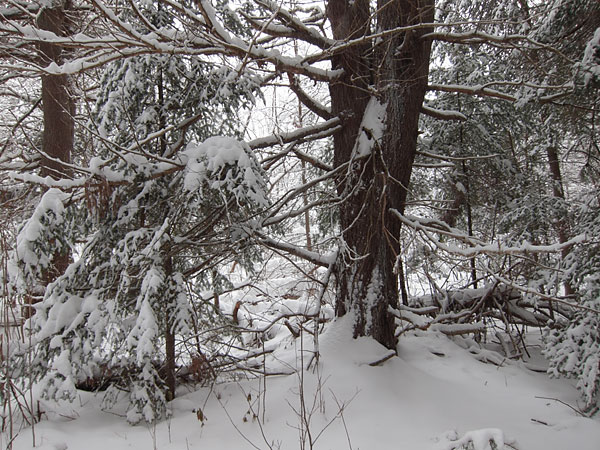 old white pine