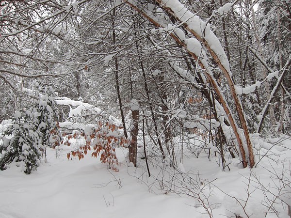 snow covered beech leaves