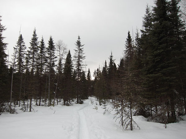 HSA Trail in the Petawawa Research Forest