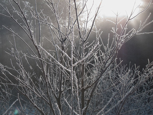 hoar frost