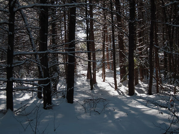 through the trees
