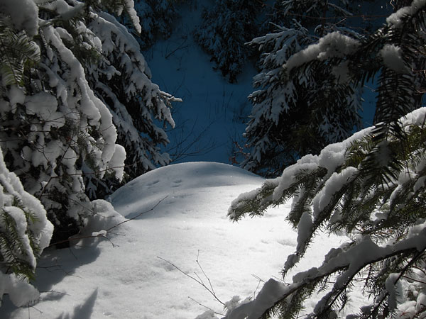 McConnell Creek Ravine