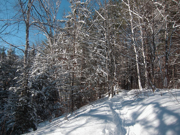 McConnell Creek Ravine