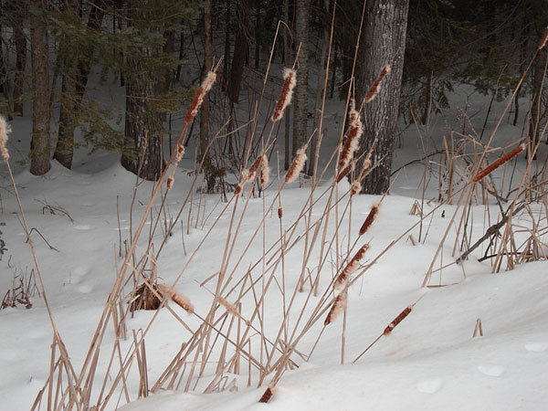 cattails