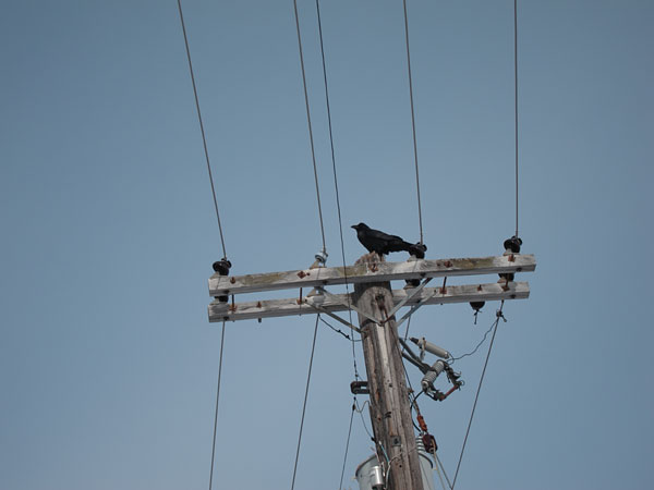 raven