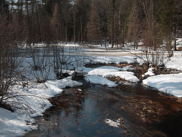 spring melt along the Young Lake Road in the Petawawa Research Forest