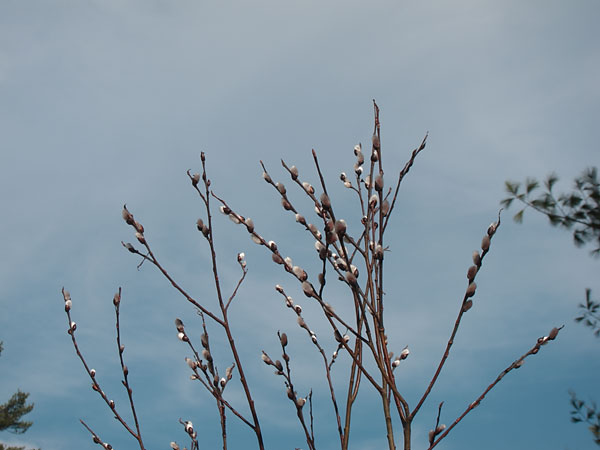 pussy willows along the Young Lake Road in the Petawawa Research Forest