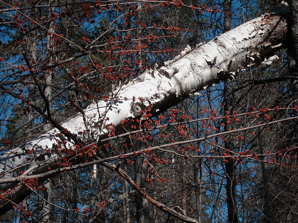 maple flowers and birch trunk