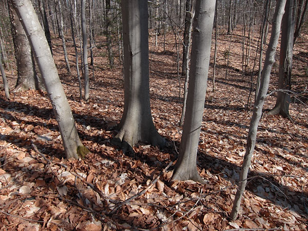 beech trees in the Petawawa Research Forest