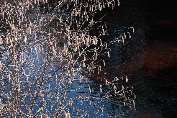 catkins