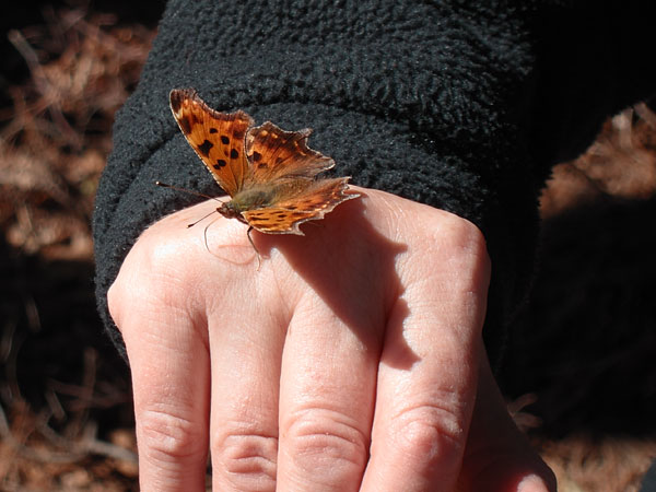 friendly moth