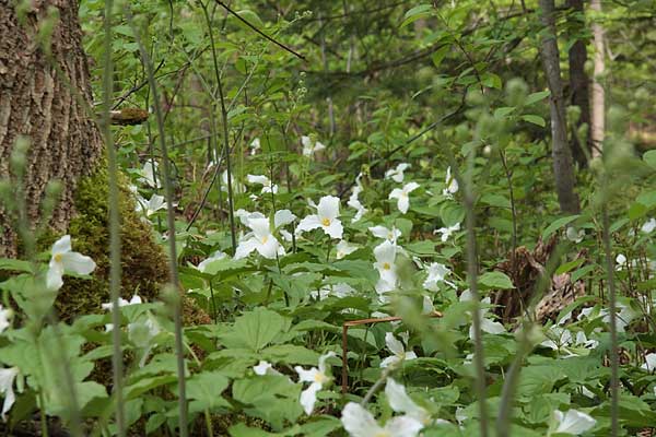 Trillium grandiflorum Largeflower Trillium White Trillium