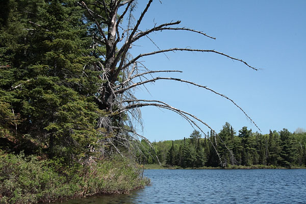 Muskwa Lake in Algonquin Park