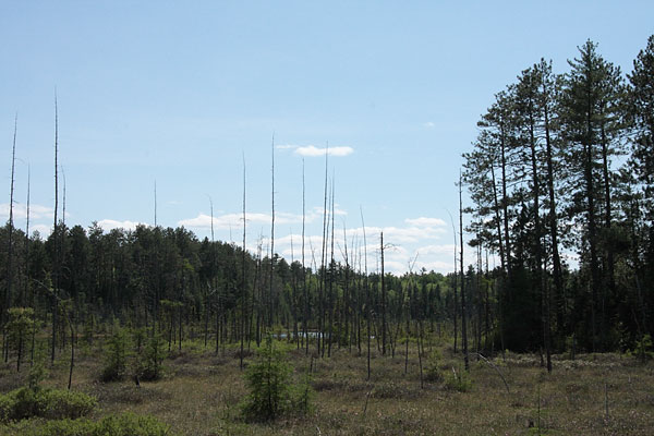 kettle bog along the Brent Road just outside of Algonquin Park