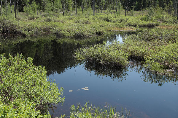 kettle bog along the Brent Road just outside of Algonquin Park