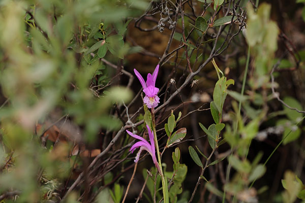 Arethusa bulbosa Dragons Mouth Swamppink