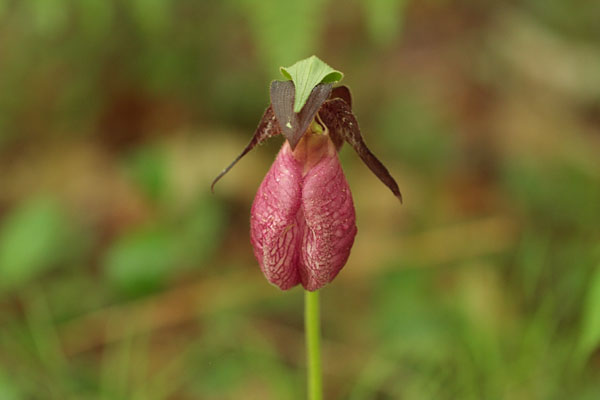 Cypripedium acaule Pink Ladysslipper