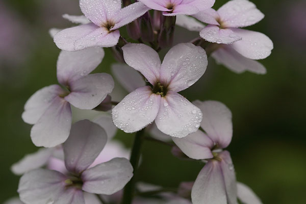 Saponaria officinalis Bouncingbet