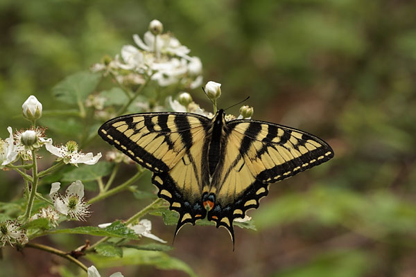 Canadian Tiger Swallowtail