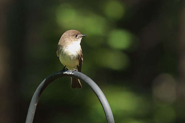 eastern phoebe