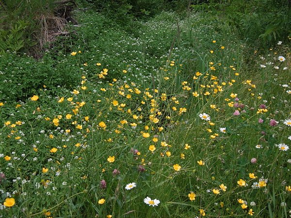 wildflowers along the Deep River waterfront