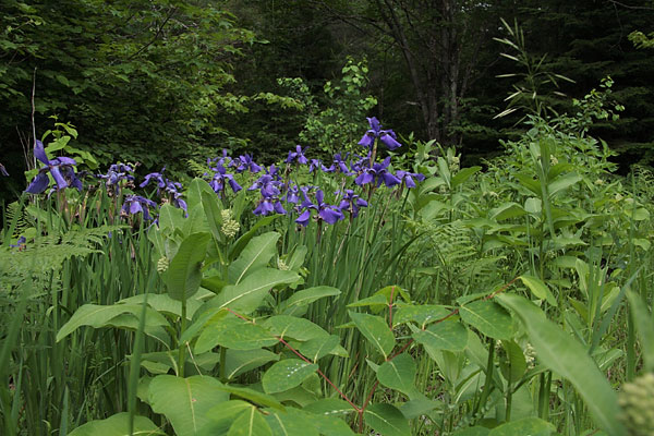 irises gone wild