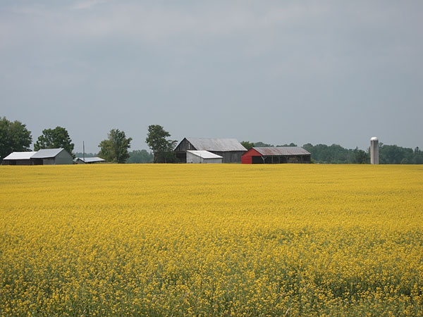 canola