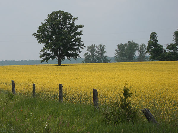 canola
