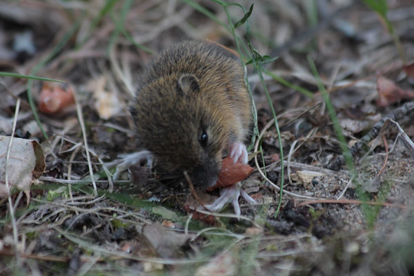 woodland jumping mouse