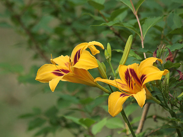 Lilies
