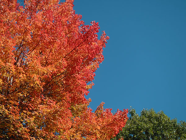 fall colour