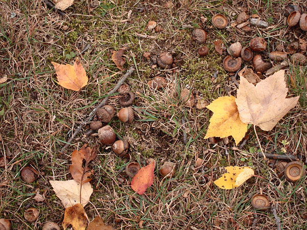 acorns