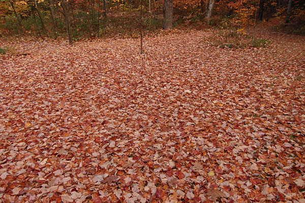 leaf covered lawn