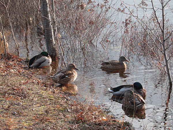 ducks at the Deep River Pier