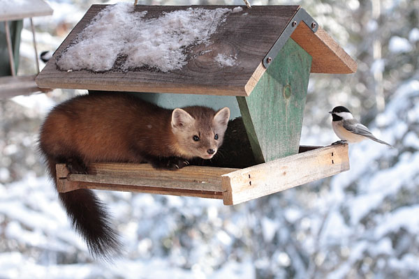pine marten on bird feeder with chickadee