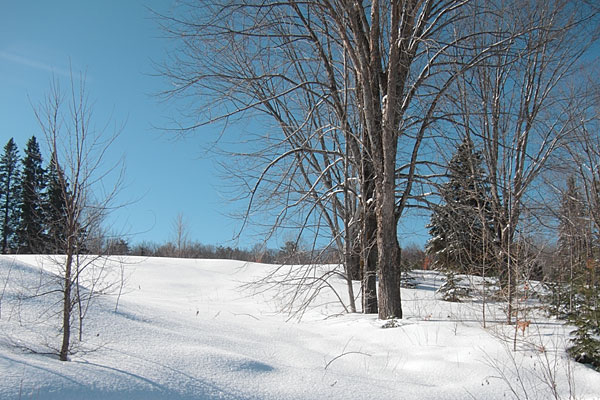 headquarters area in the Petawawa Research Forest