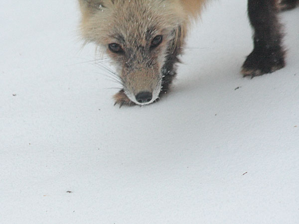 red fox