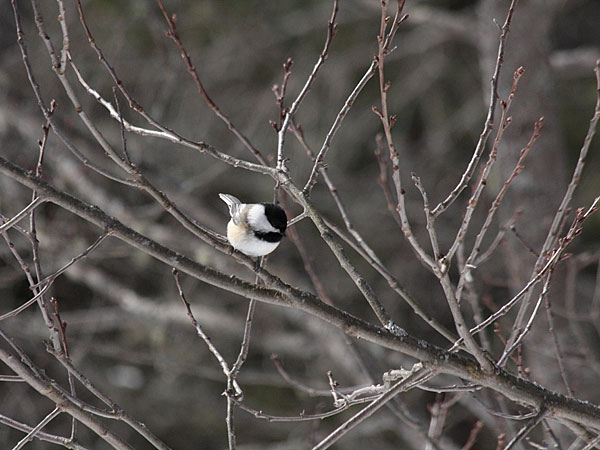 chickadee