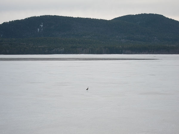 Canada  Goose on ice off of Deep River