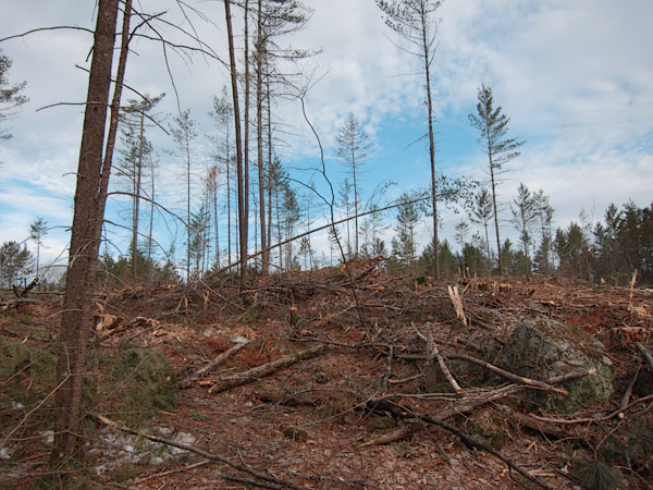 logged area along Clouthier Road in the Petawawa Research Forest